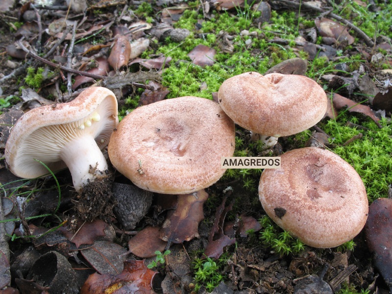 Lactarius chrysorrheus