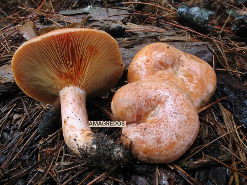 Lactarius deliciosus