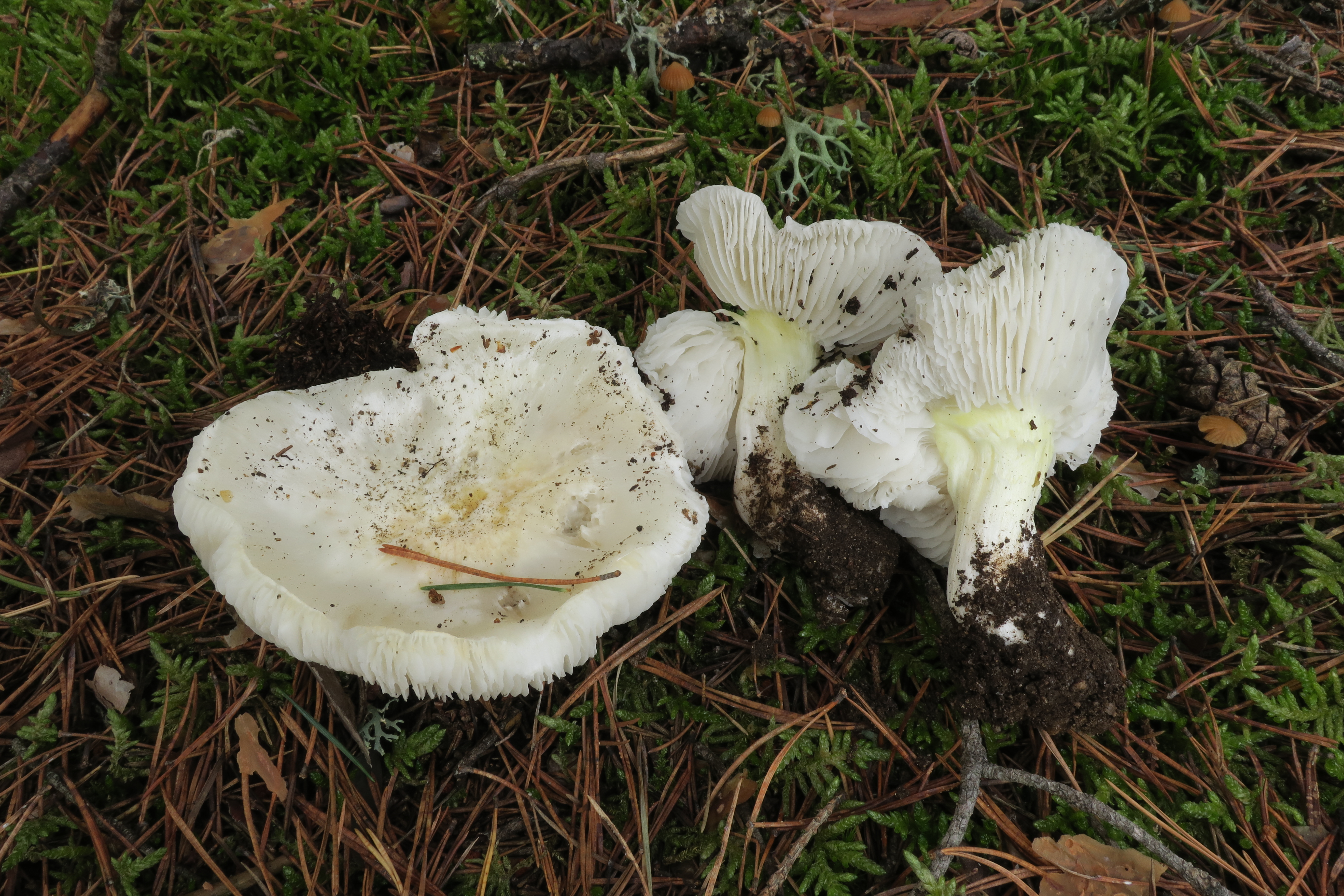 Tricholoma portentosum var. alba