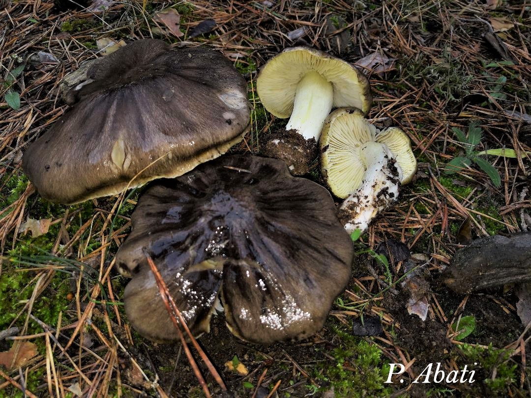 Tricholoma portentosum