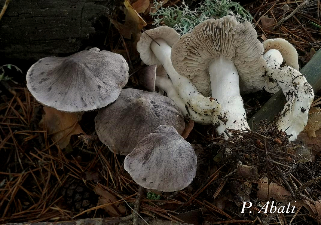 Tricholoma virgatum