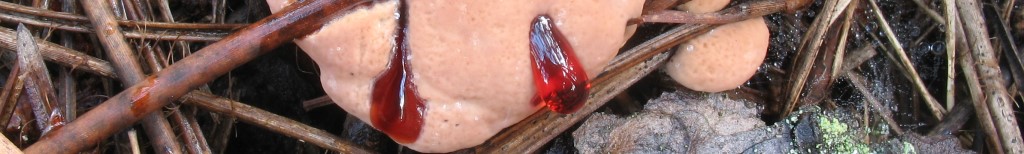 Hydnellum ferrugineum