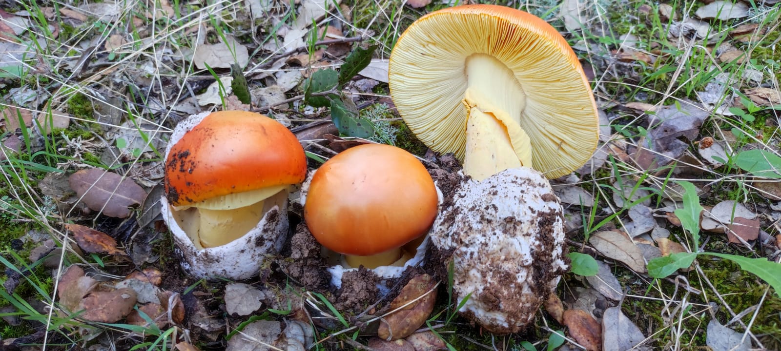 A. caesarea