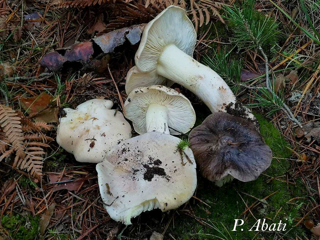 Tricholoma portentosum var. alba