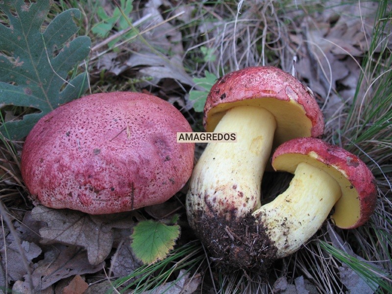 Butyriboletus regius