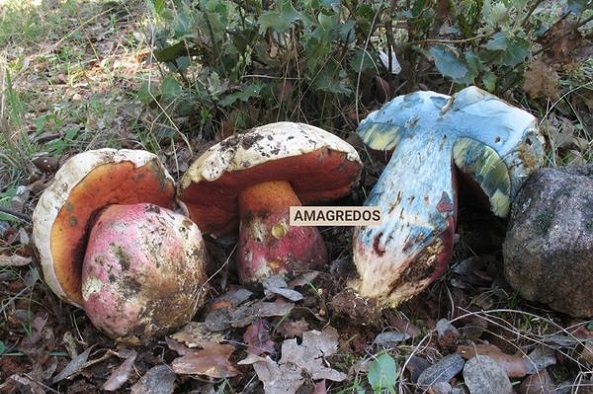 Rubroboletus satanas